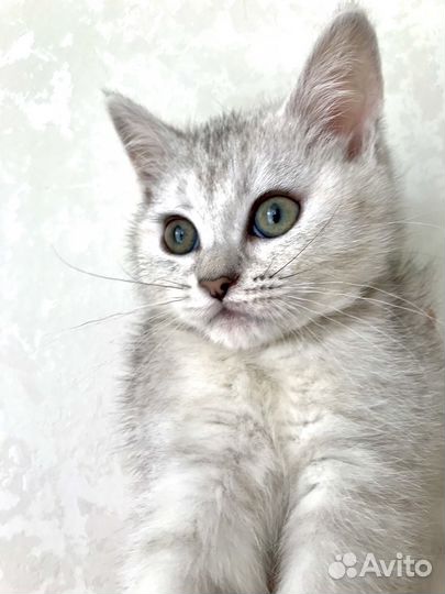 Белый котенок с голубыми глазами