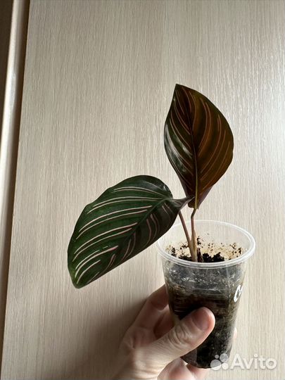 Хойя аустралис лиза, фикус, калатея, сингониум