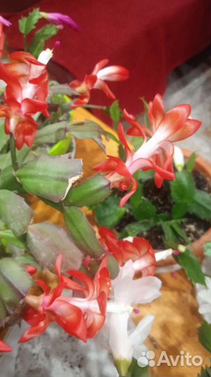 Шлюмбергера