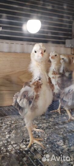 Цыплята Орловская ситцевая