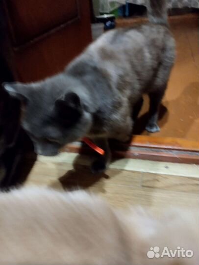 Британская