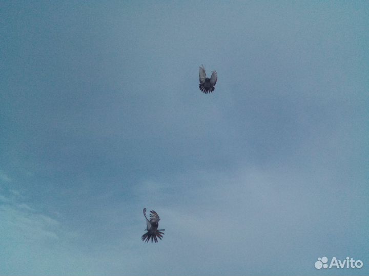 Николаевские голуби