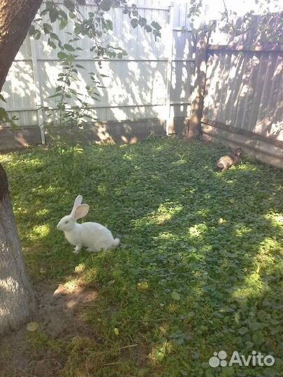 Кролики фландеры