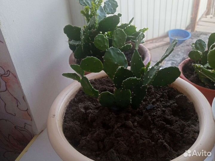 Кактус