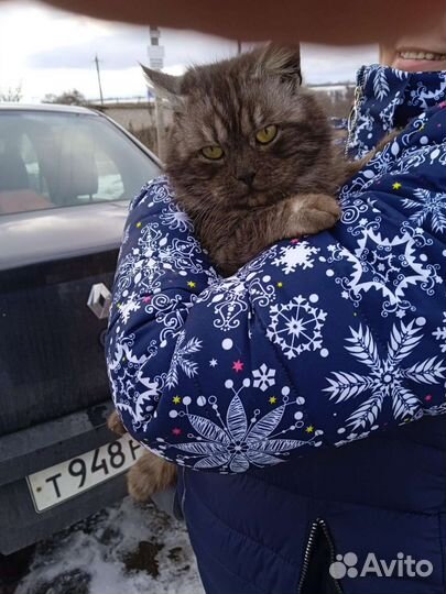 Шикарный кот для Вас