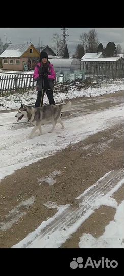 Сибирские хаски