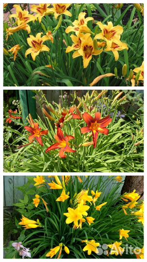 Цветы садовые многолетники