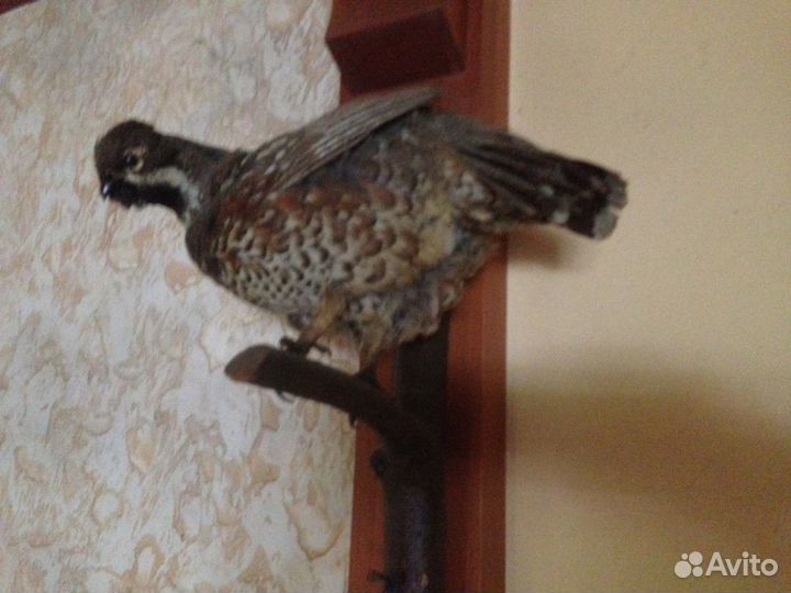 Чучело животных (имитация)