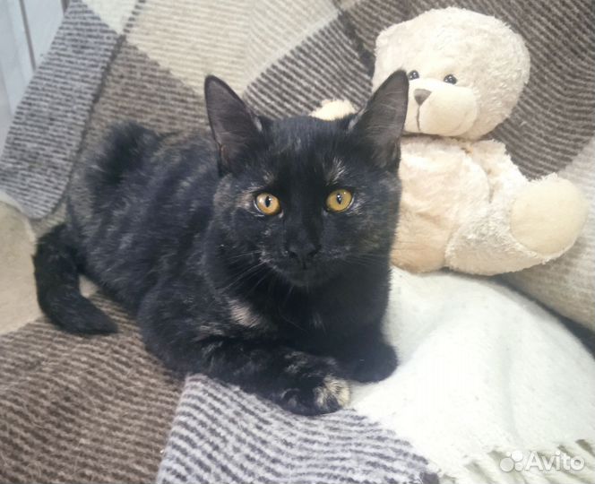 Котёнок Ночка 4-5 мес