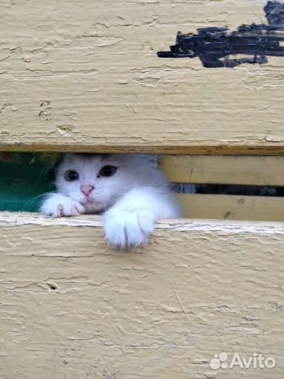 Котёнок белый