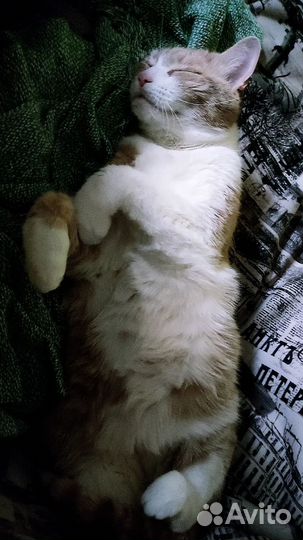 Прекрасный кот Варис ищет дом