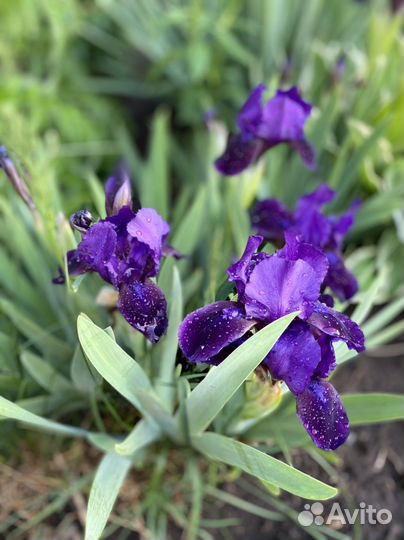 Ирисы карликовые