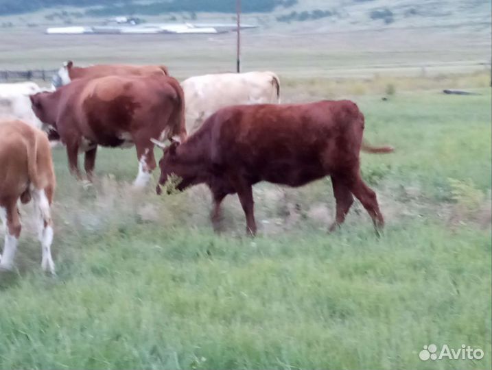 Корова телята и бычки