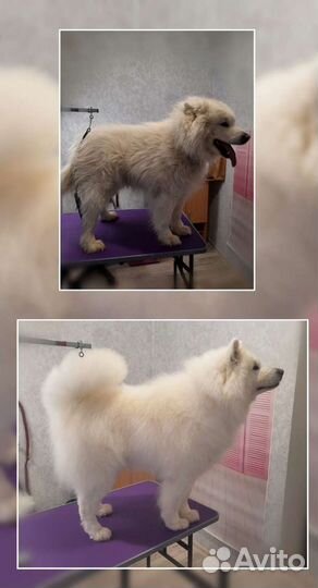 Груминг.Стрижка собак и кошек