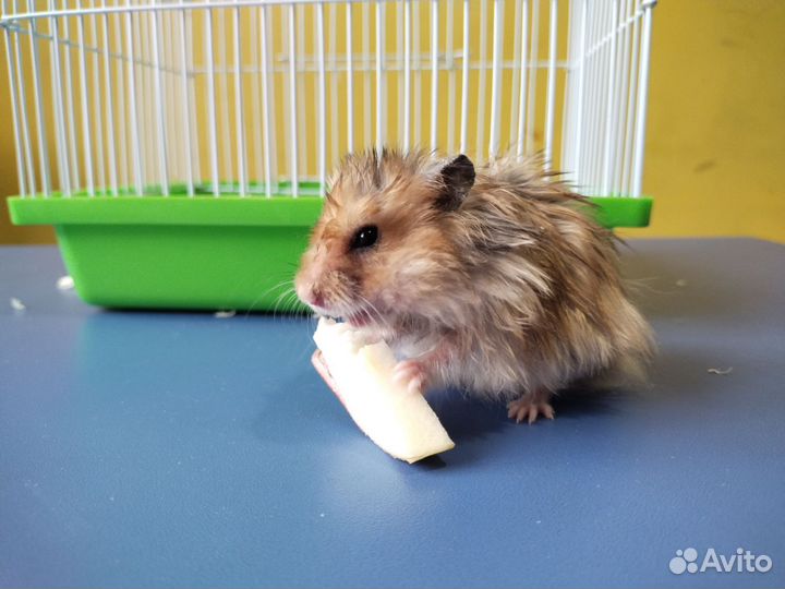 Сирийский хомяк с клеткой