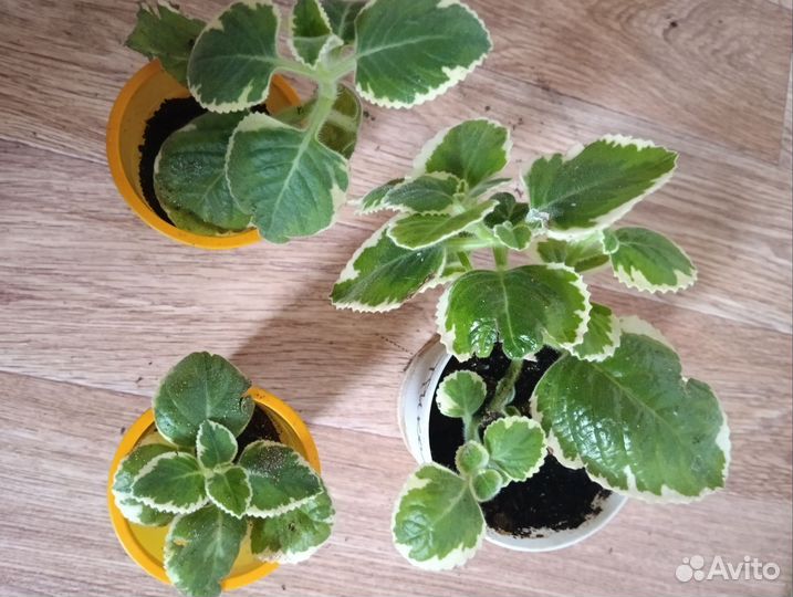 Плектрантус вариегатный