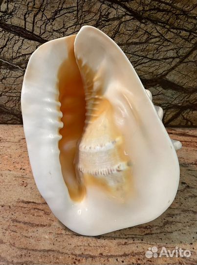 Ракушка. Огромная шикарная