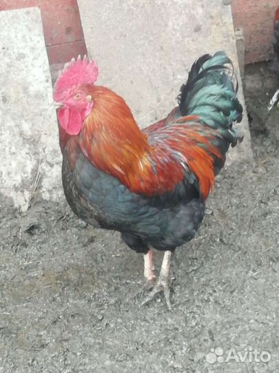 Петухи Брама,Маран,Фавероль,Ухейилюй