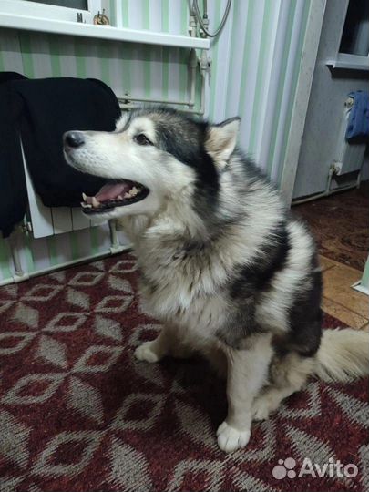 Сибирский хаски