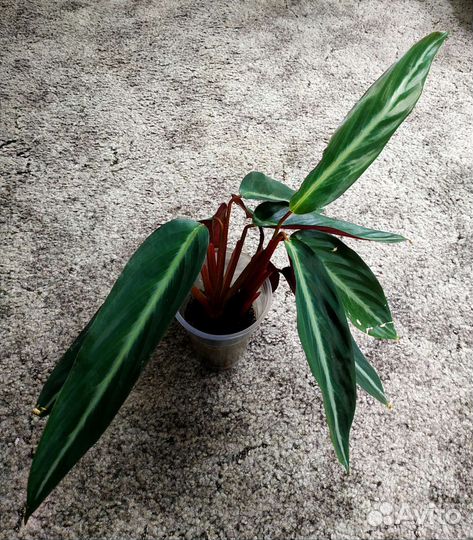 Калатея, строманта, кемпферия