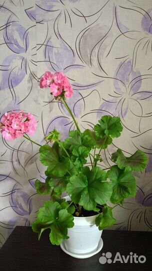 Пеларгония герань