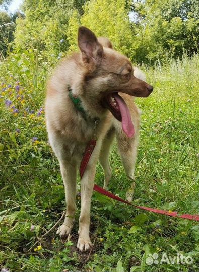 Молодой кобель в добрые руки