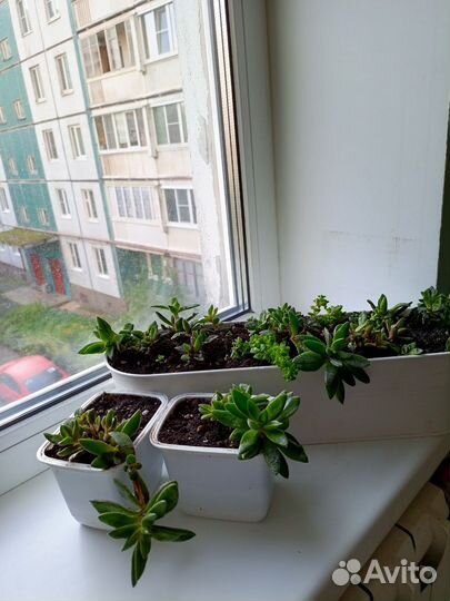 Крассула justus corderoy