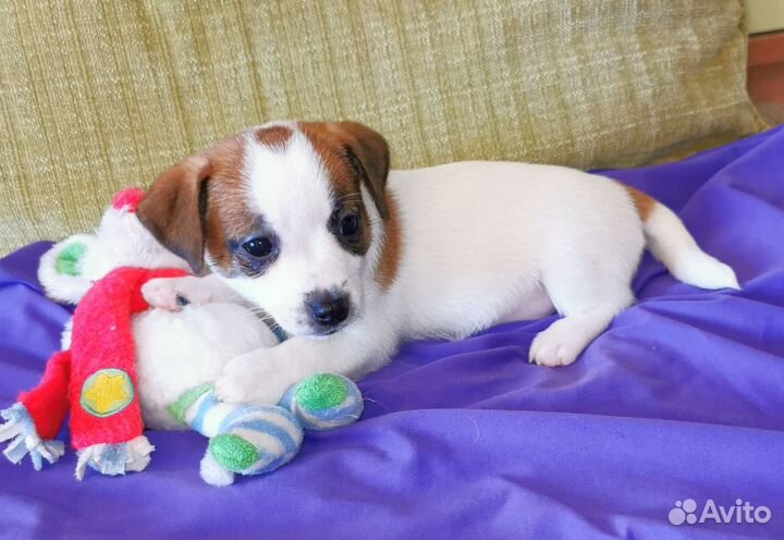 Джек Рассел терьер