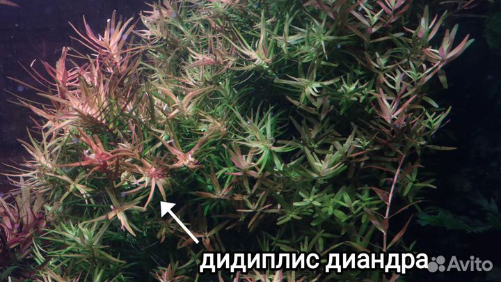 Красивые быстрорастущие аквариумные растения