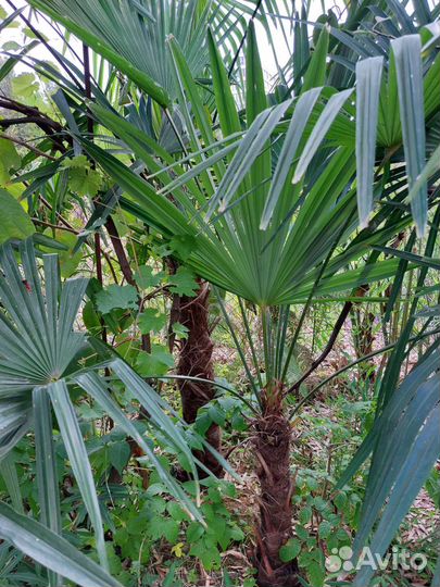 Пальма веерная