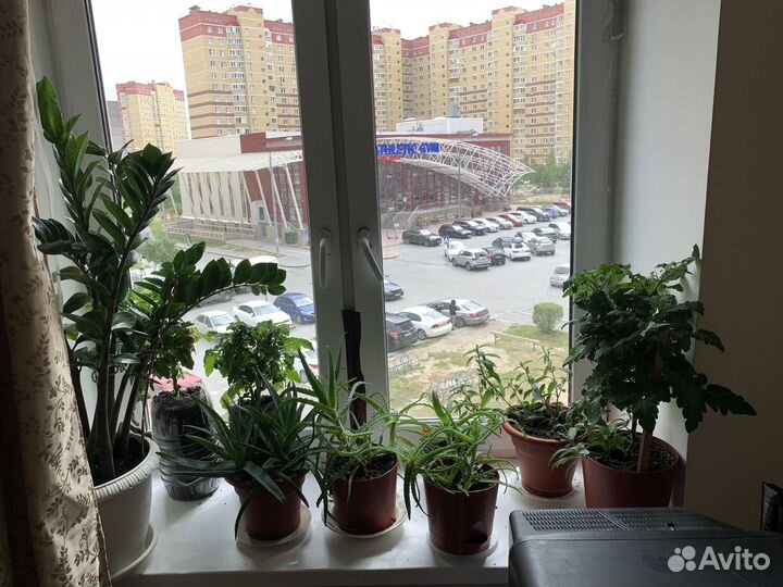 Алое, замиопулькас