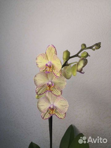 Орхидея фаленопсис ракушка Торино