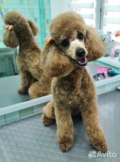 Груминг стрижка собак