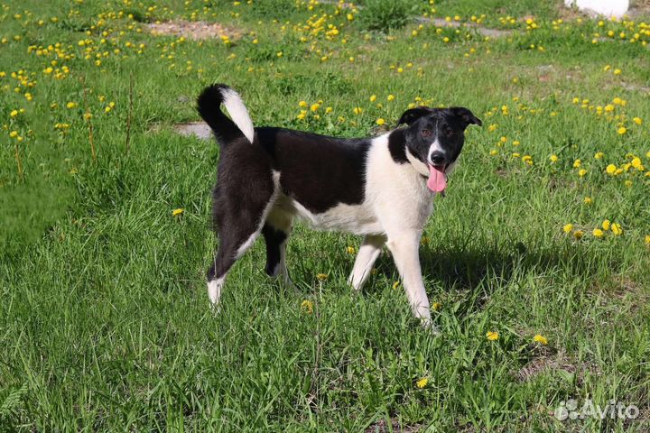 Яркая Айла, стерилизована