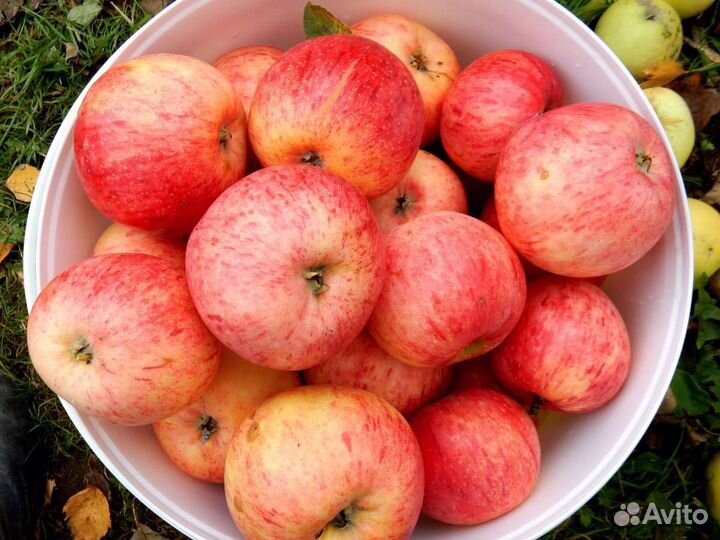 Яблоки домашние