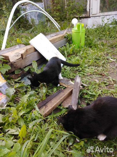 Кошки бесплатно