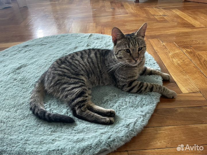 Коты в добрые руки