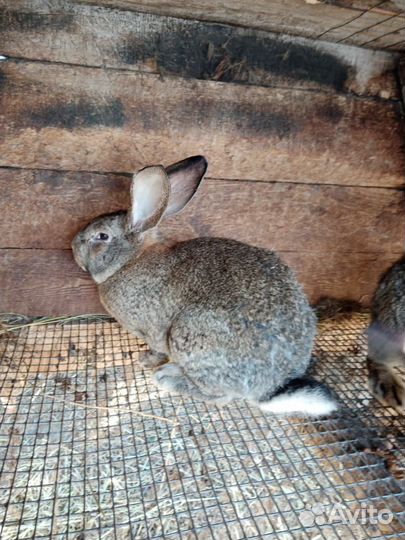 Мясо кролика