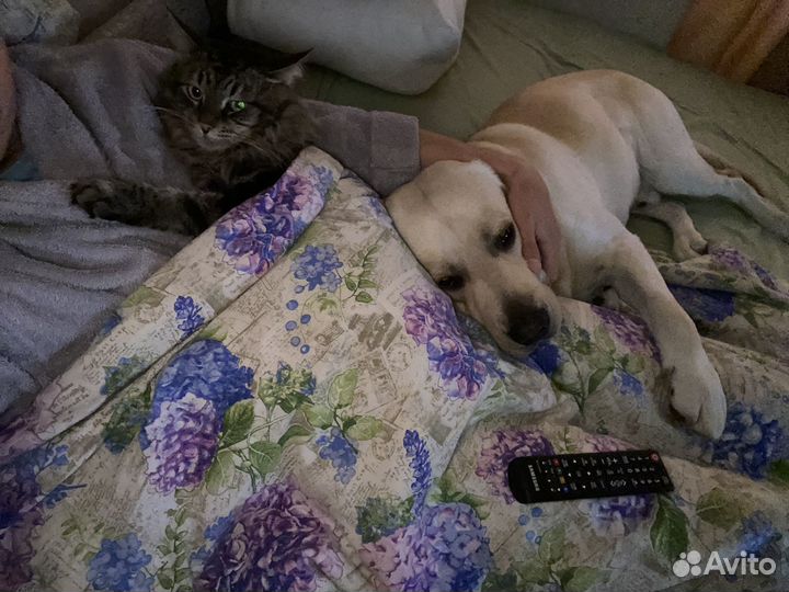 Отдам Лабрадора