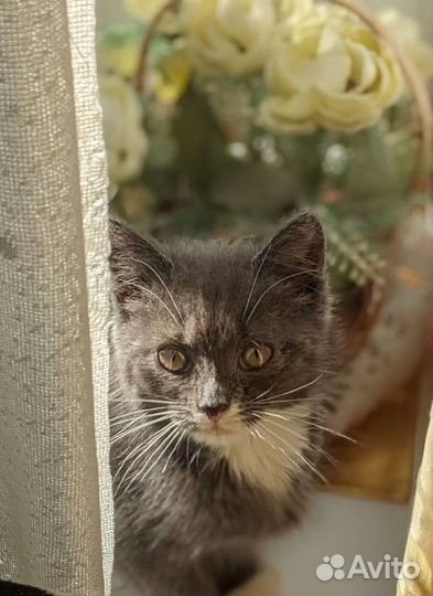 Котята от британской кошки