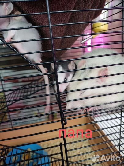 Крыса Крысята дамбо