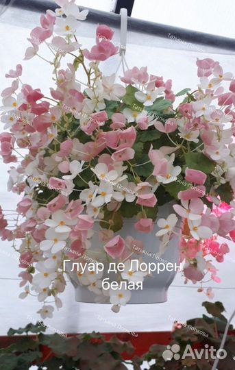 Бегония Глуар Де Лоррен (белая)