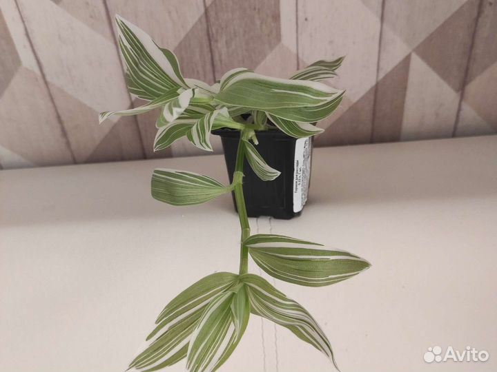 Традесканция белая