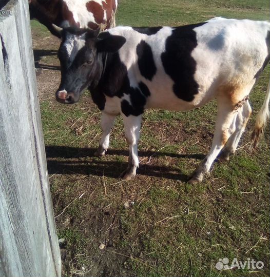 Продам тёлку