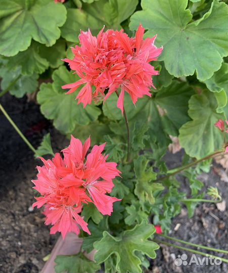 Пеларгония герань