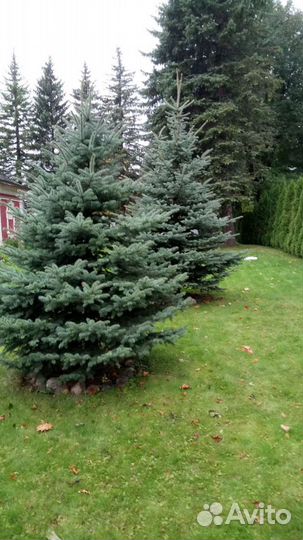 Посадка растений. Пересадка крупномеров