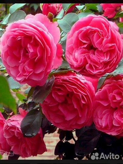 Саженцы роз- плетистая, флорибунда