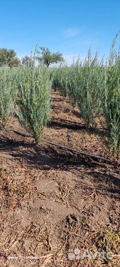 Можжевельник блю эрроу