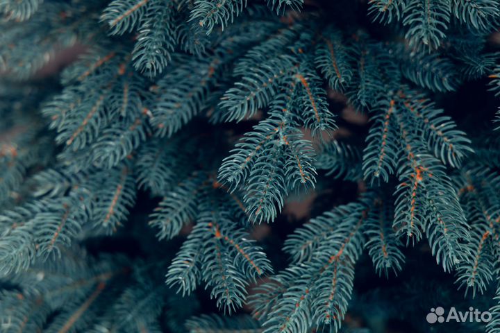 Елка искусственная литая голубая