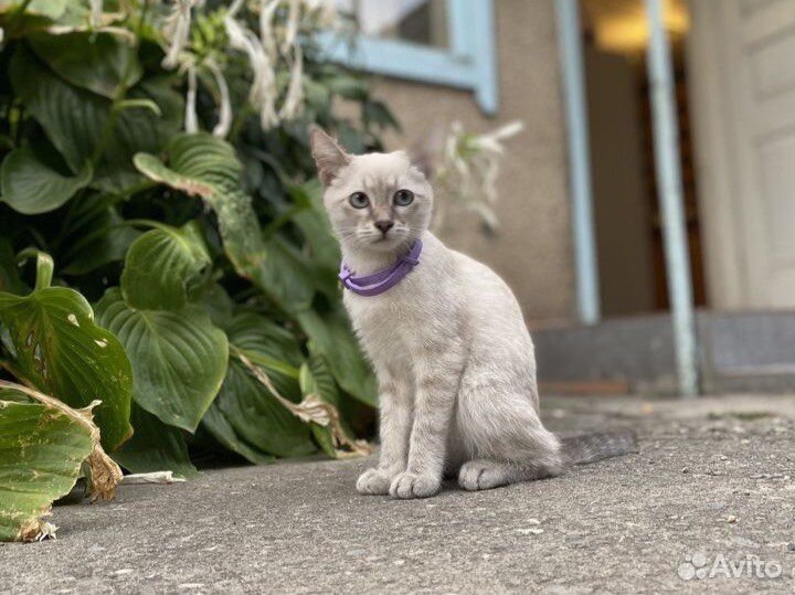 Кошка в дар